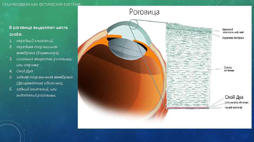 ГЛАЗ ЧЕЛОВЕКА КАК ОПТИЧЕСКАЯ СИСТЕМА. В роговице выделяют шесть слоёв: 1. передний эпителий, 2.