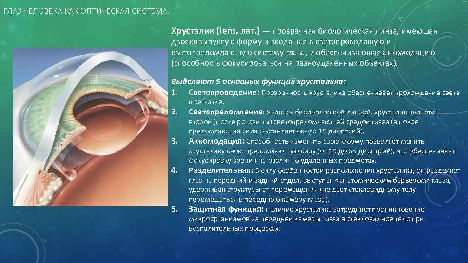 ГЛАЗ ЧЕЛОВЕКА КАК ОПТИЧЕСКАЯ СИСТЕМА. Хрусталик (lens, лат. ) — прозрачная биологическая линза, имеющая