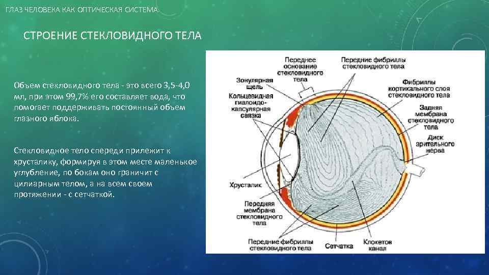 ГЛАЗ ЧЕЛОВЕКА КАК ОПТИЧЕСКАЯ СИСТЕМА. СТРОЕНИЕ СТЕКЛОВИДНОГО ТЕЛА Объем стекловидного тела - это всего