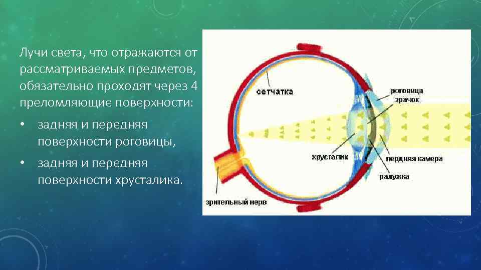 Лучи света, что отражаются от рассматриваемых предметов, обязательно проходят через 4 преломляющие поверхности: •