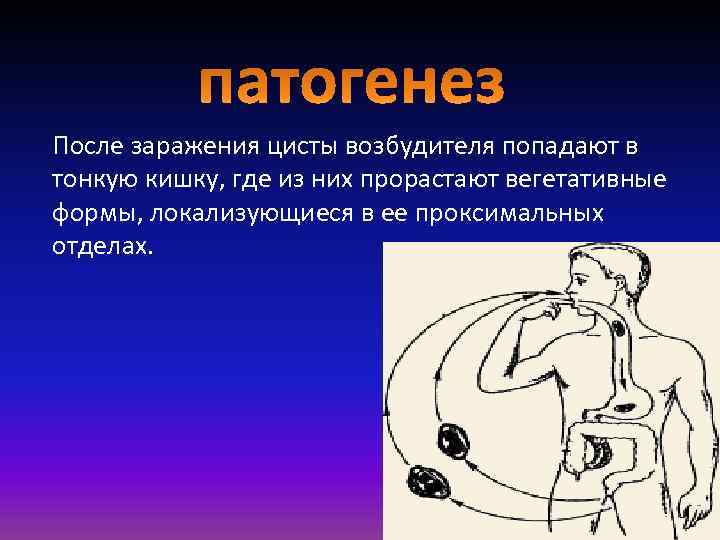 После заражения цисты возбудителя попадают в тонкую кишку, где из них прорастают вегетативные формы,