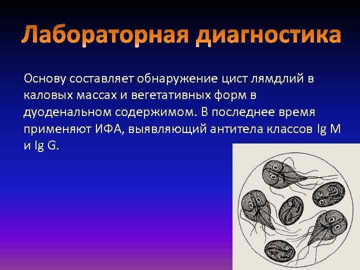 Основу составляет обнаружение цист лямдлий в каловых массах и вегетативных форм в дуоденальном содержимом.