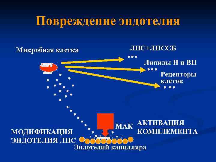 Повреждение эндотелия Микробная клетка ЛПС+ЛПССБ Липиды Н и ВП Рецепторы клеток МАК АКТИВАЦИЯ КОМПЛЕМЕНТА