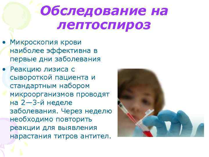 Обследование на лептоспироз • Микроскопия крови наиболее эффективна в первые дни заболевания • Реакцию
