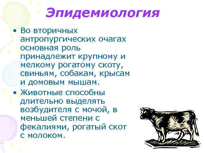 Эпидемиология • Во вторичных антропургических очагах основная роль принадлежит крупному и мелкому рогатому скоту,