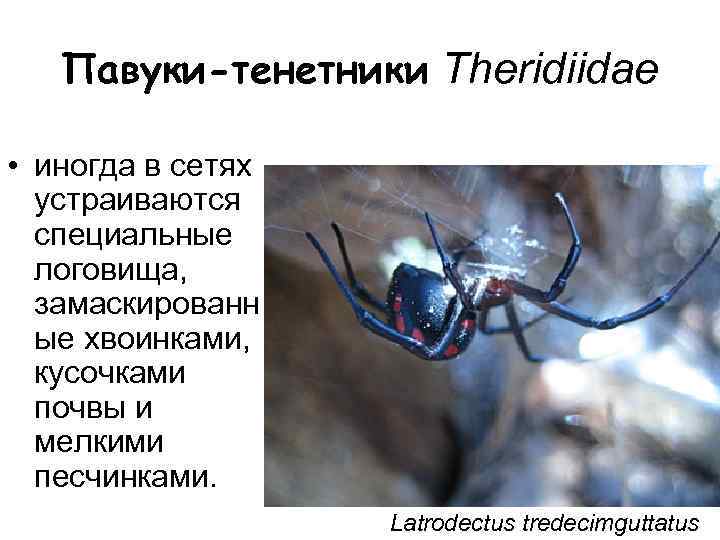  Павуки-тенетники Theridiidae • иногда в сетях устраиваются специальные логовища, замаскированн ые хвоинками, кусочками