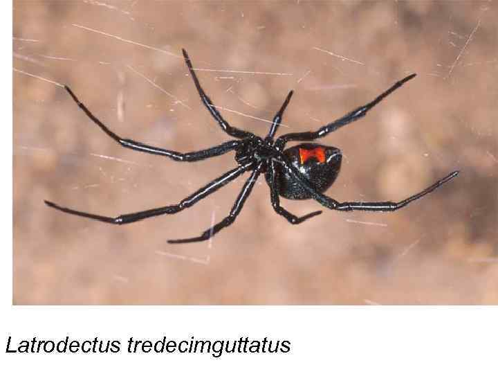 Latrodectus tredecimguttatus 