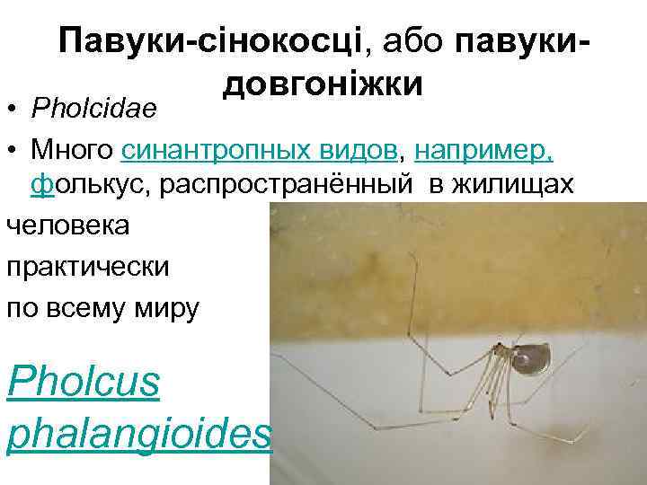  Павуки-сінокосці, або павуки- довгоніжки • Pholcidae • Много синантропных видов, например, фолькус, распространённый