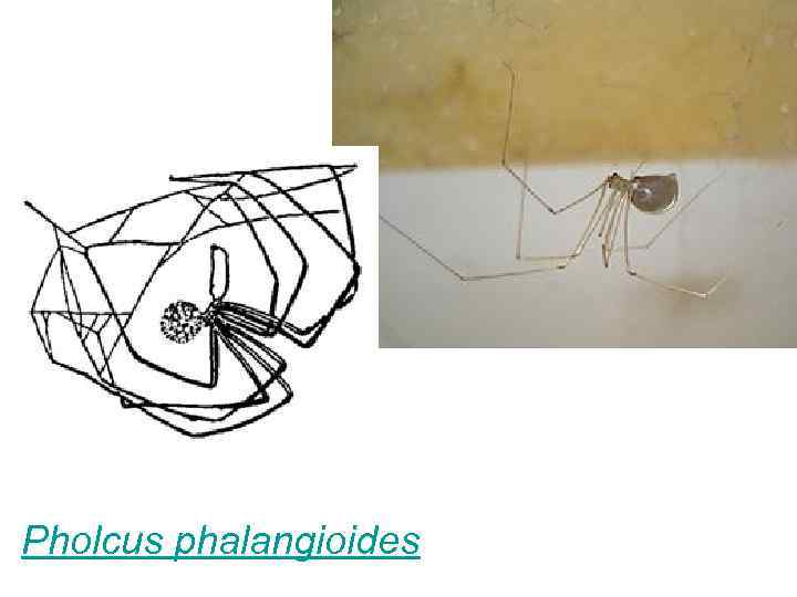 Pholcus phalangioides 