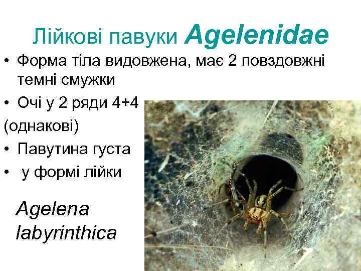  Лійкові павуки Agelenidae • Форма тіла видовжена, має 2 повздовжні темні смужки •