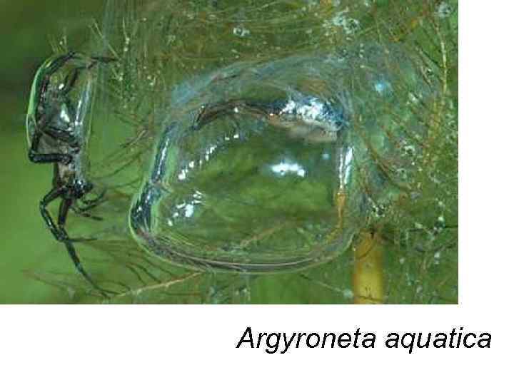 Argyroneta aquatica 