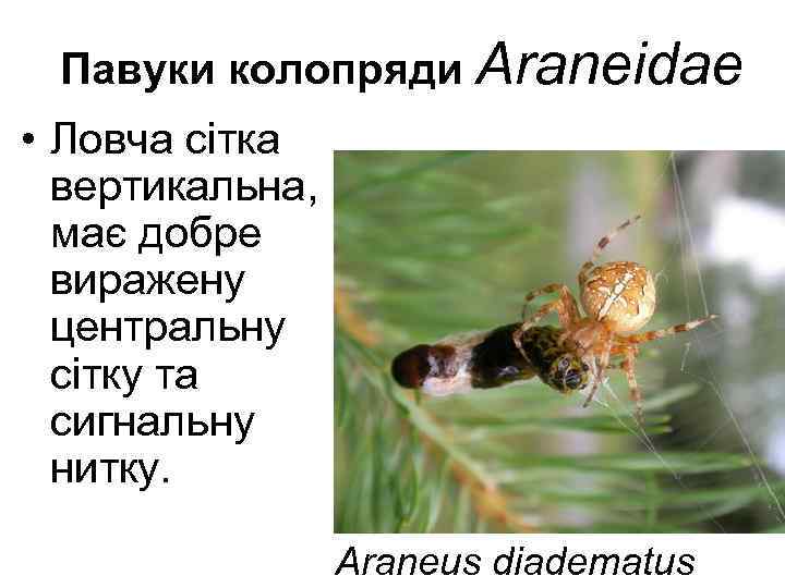  Павуки колопряди Araneidae • Ловча сітка вертикальна, має добре виражену центральну сітку та