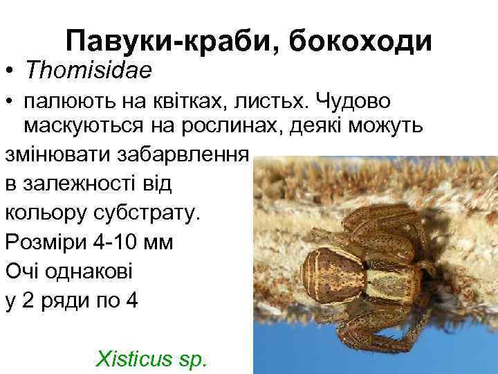  Павуки-краби, бокоходи • Thomisidae • палюють на квітках, листьх. Чудово маскуються на рослинах,