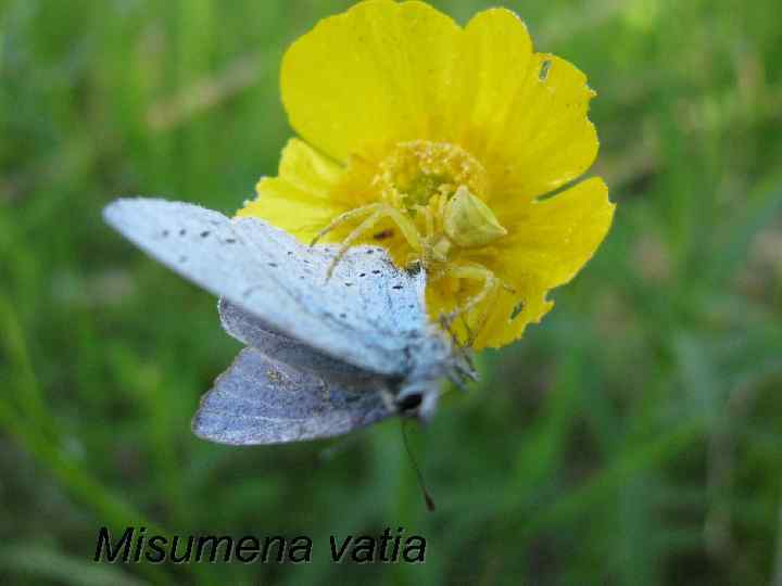 Misumena vatia 