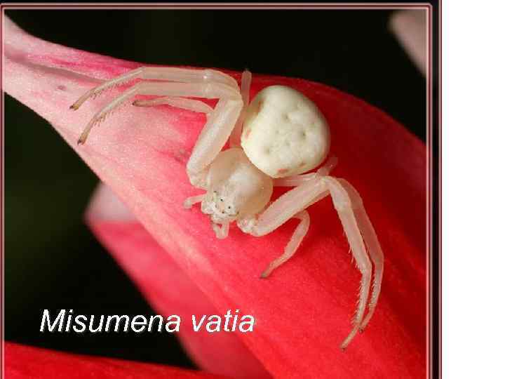 Misumena vatia 