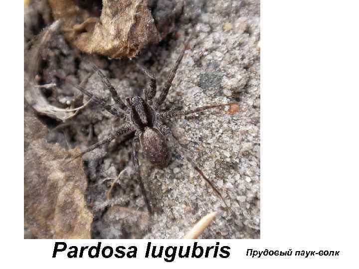 Pardosa lugubris Прудовый паук-волк 