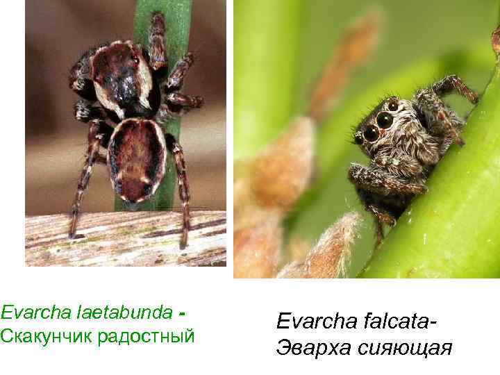 Evarcha laetabunda - Evarcha falcata- Скакунчик радостный Эварха сияющая 