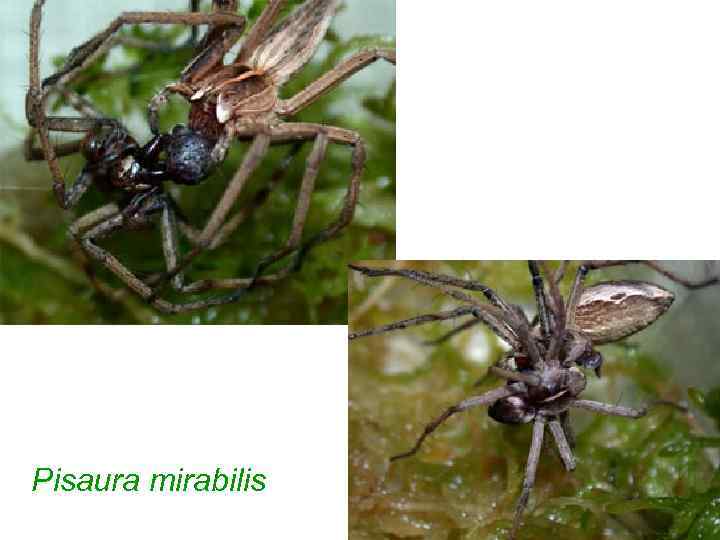 Pisaura mirabilis 