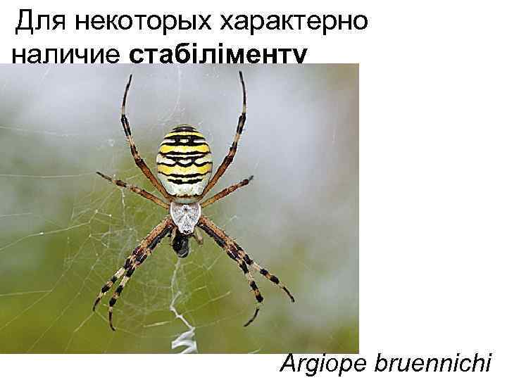  Для некоторых характерно наличие стабіліменту Argiope bruennichi 