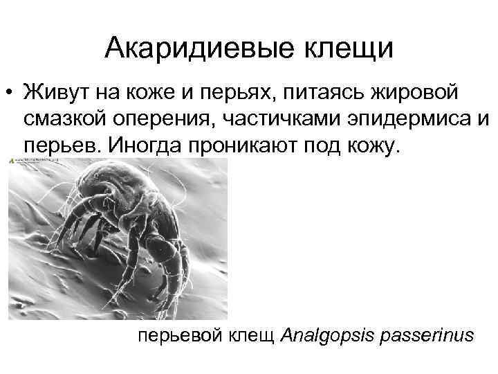  Акаридиевые клещи • Живут на коже и перьях, питаясь жировой смазкой оперения, частичками