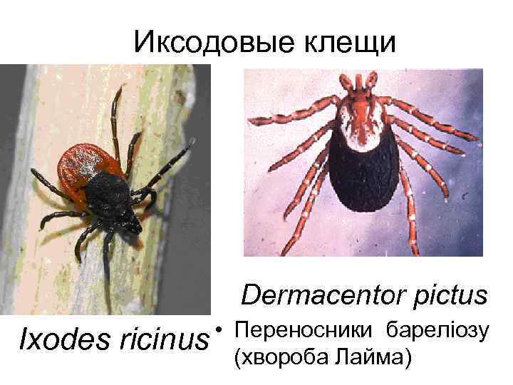  Иксодовые клещи Dermacentor pictus • Переносники бареліозу Ixodes ricinus (хвороба Лайма) 