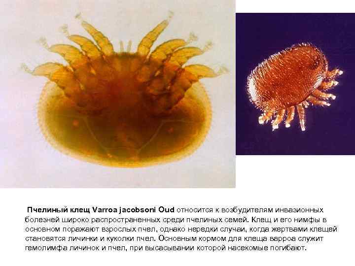  Пчелиный клещ Varroa jacobsoni Oud относится к возбудителям инвазионных болезней широко распространенных среди