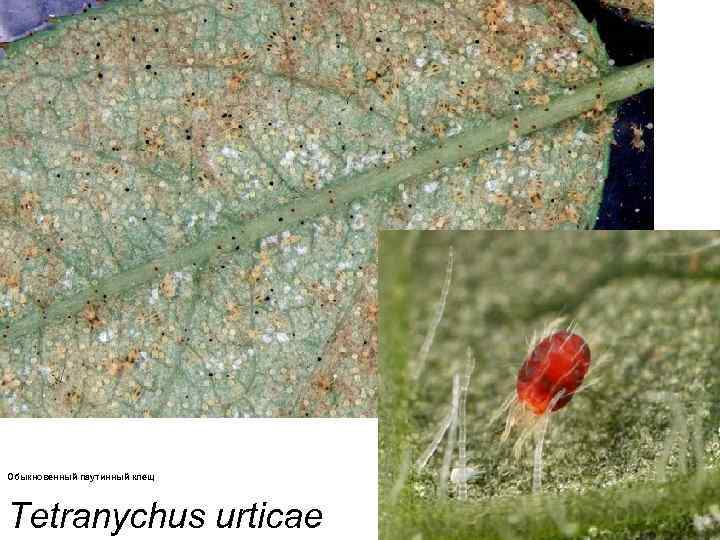 Обыкновенный паутинный клещ Tetranychus urticae 