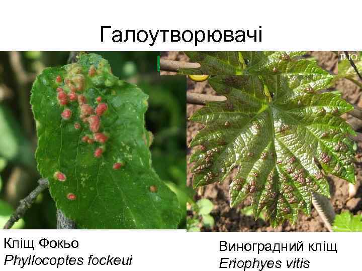  Галоутворювачі Кліщ Фокьо Виноградний кліщ Phyllocoptes fockeui Eriophyes vitis 