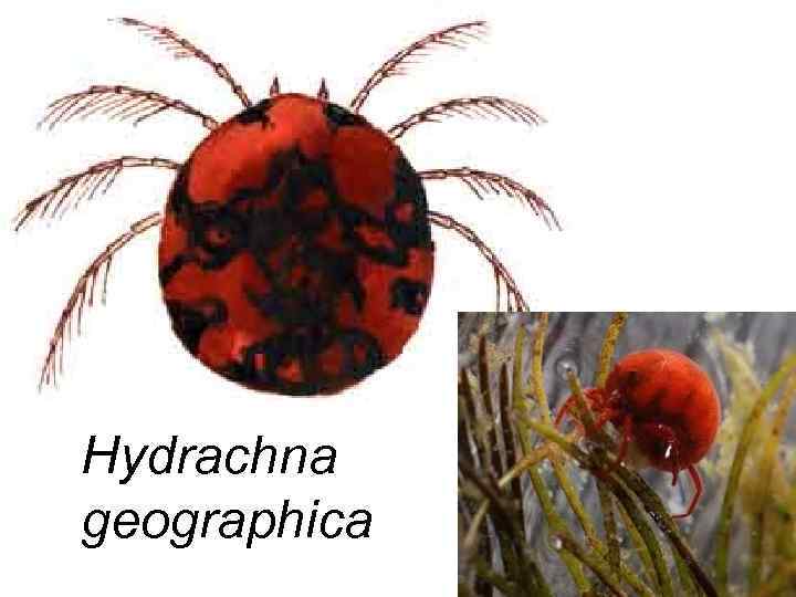 Hydrachna geographica 