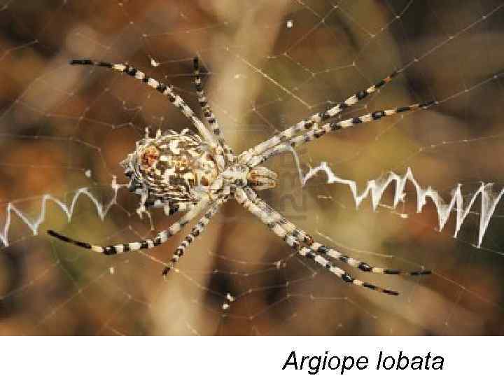 Argiope lobata 