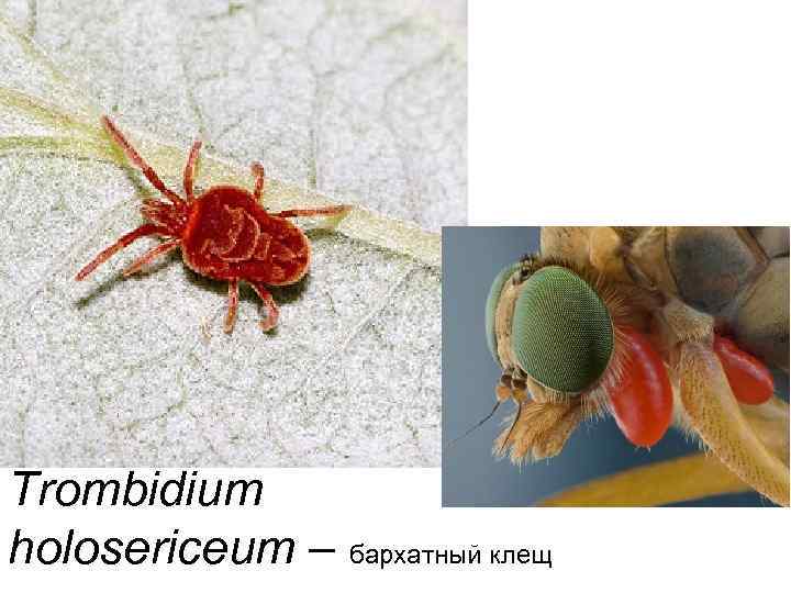 Trombidium holosericeum – бархатный клещ 