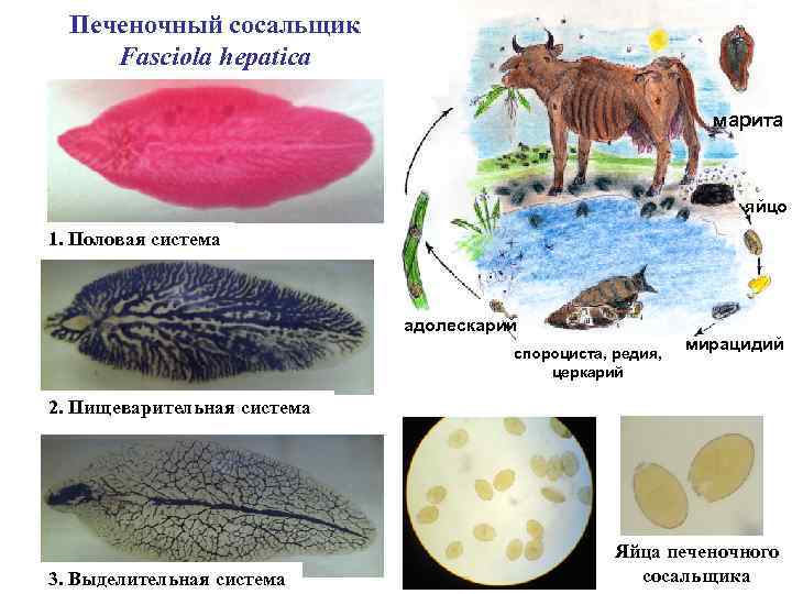 Печеночный сосальщик Fasciola hepatica марита яйцо 1. Половая система адолескарий спороциста, редия, церкарий мирацидий