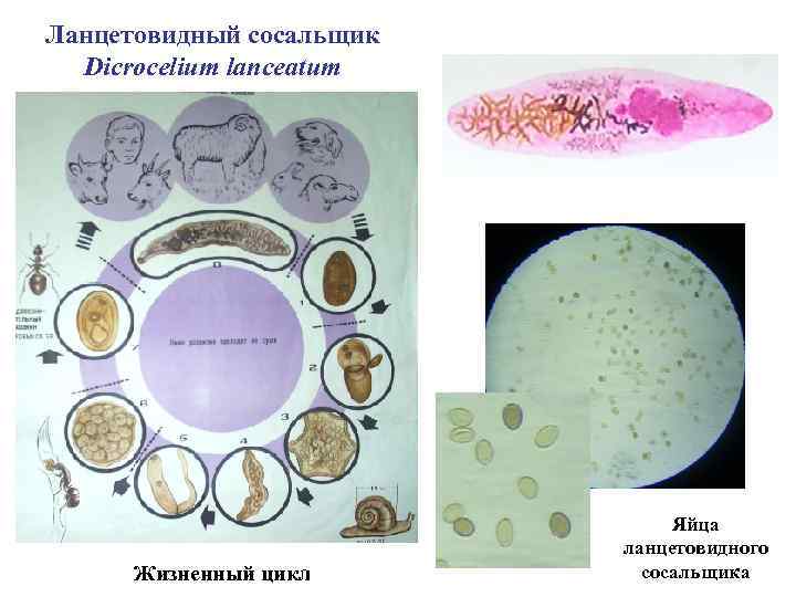 Ланцетовидный сосальщик Dicrocelium lanceatum Жизненный цикл Яйца ланцетовидного сосальщика 