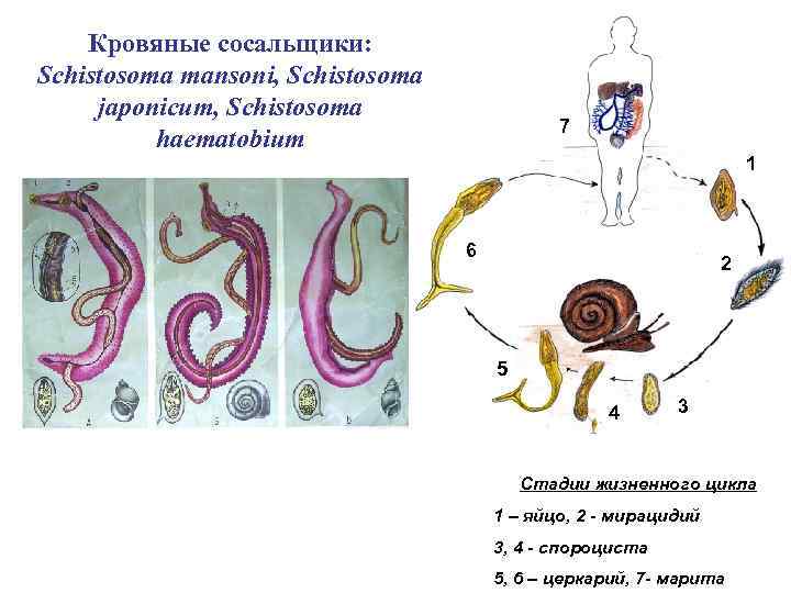 Кровяные сосальщики: Schistosoma mansoni, Schistosoma japonicum, Schistosoma haematobium 7 1 6 2 5 4