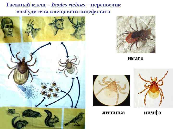 Таежный клещ – Ixodes ricinus – переносчик возбудителя клещевого энцефалита имаго личинка нимфа 