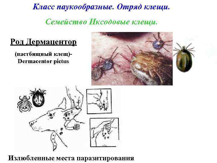 Класс паукообразные. Отряд клещи. Семейство Иксодовые клещи. Род Дермацентор (пастбищный клещ)Dermacentor pictus Излюбленные места