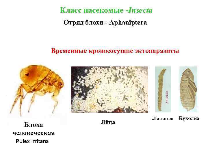 Класс насекомые -Insecta Отряд блохи - Aphaniptera Временные кровососущие эктопаразиты Блоха человеческая Pulex irritans