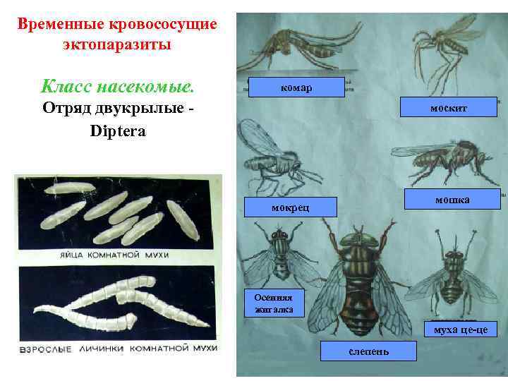 Временные кровососущие эктопаразиты Класс насекомые. комар Отряд двукрылые Diptera москит мошка мокрец Осенняя жигалка