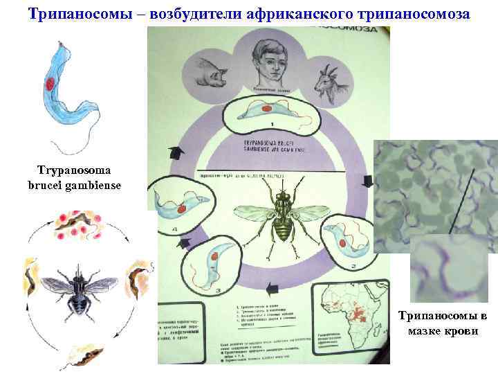 Трипаносомы – возбудители африканского трипаносомоза Trypanosoma brucei gambiense Трипаносомы в мазке крови 