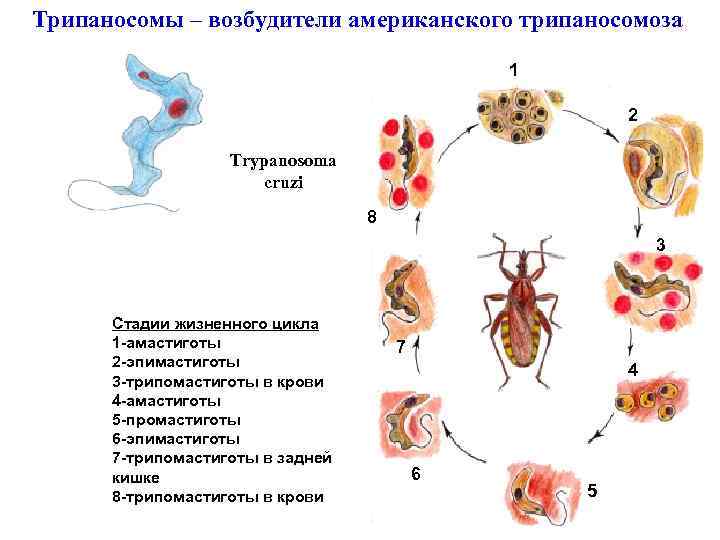 Трипаносомы – возбудители американского трипаносомоза 1 2 Trypanosoma cruzi 8 3 Стадии жизненного цикла