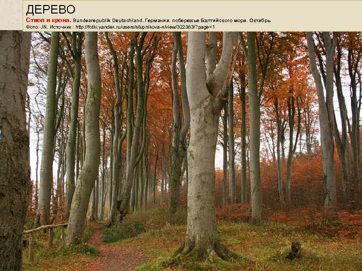 ДЕРЕВО Ствол и крона. Bundesrepublik Deutschland. Германия. побережье Балтийского моря. Октябрь Фото: JN. Источник