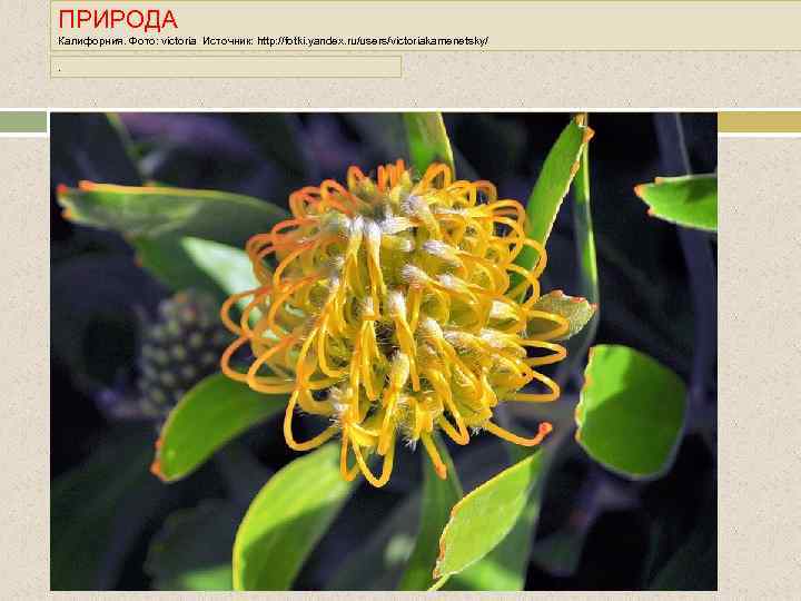 ПРИРОДА Калифорния. Фото: victoria Источник: http: //fotki. yandex. ru/users/victoriakamenetsky/. 