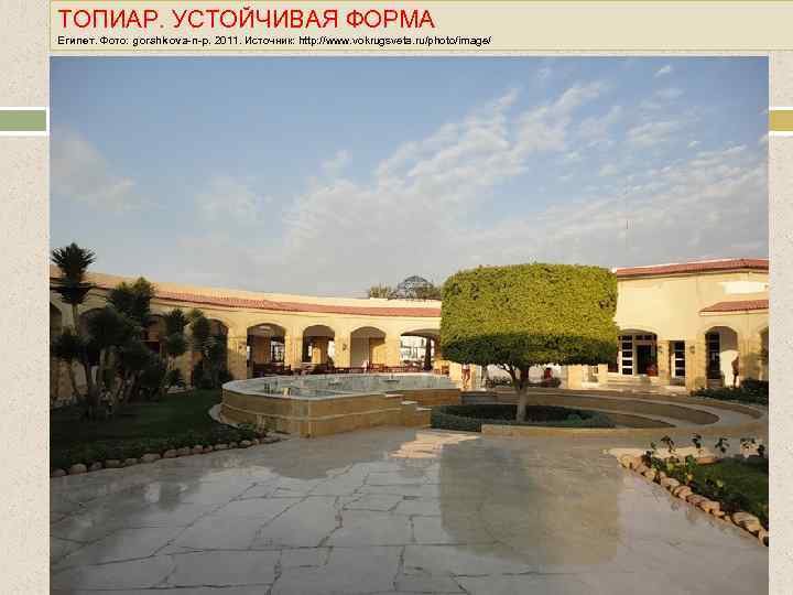 ТОПИАР. УСТОЙЧИВАЯ ФОРМА Египет. Фото: gorshkova-n-p. 2011. Источник: http: //www. vokrugsveta. ru/photo/image/ 