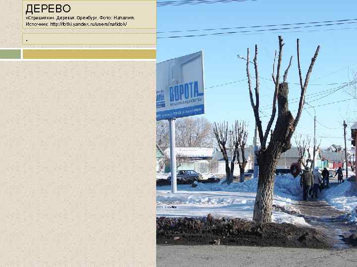 ДЕРЕВО «Страшилки» . Деревья. Оренбург. Фото: Наталия. Источник: http: //fotki. yandex. ru/users/natidok/ . 