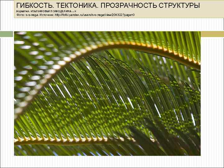 ГИБКОСТЬ. ТЕКТОНИКА. ПРОЗРАЧНОСТЬ СТРУКТУРЫ Хорватия. «ПАЛЬМОВАЯ ПСИХОДЕЛИКА. . . » Фото: s-s-nega. Источник: http: