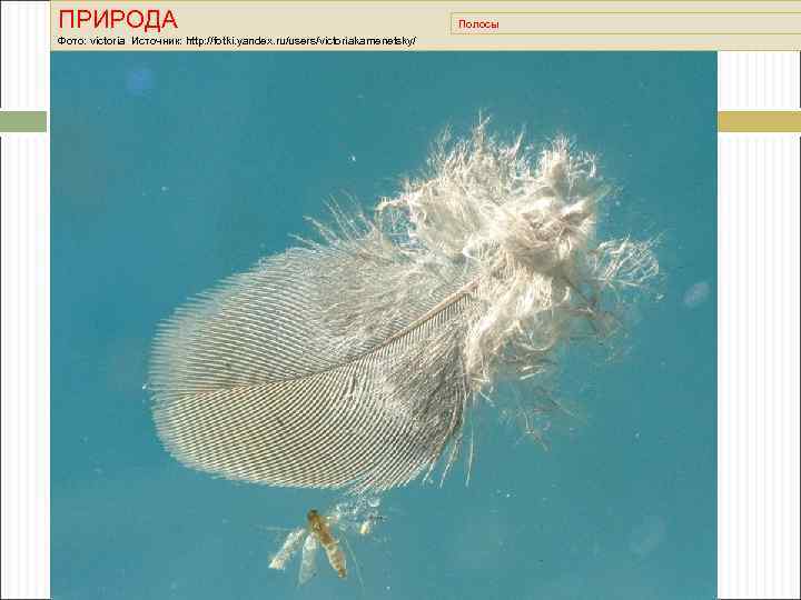 ПРИРОДА Фото: victoria Источник: http: //fotki. yandex. ru/users/victoriakamenetsky/ Полосы 