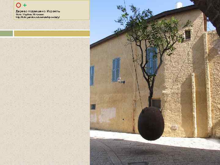 О + Дерево подвешено. Израиль Фото: Vopihra. Источник: http: //fotki. yandex. ru/users/arhipovvitaly/ 
