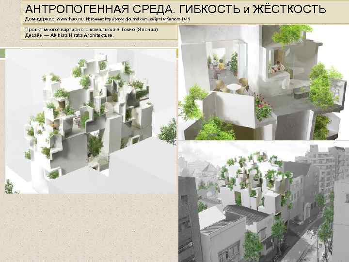 АНТРОПОГЕННАЯ СРЕДА. ГИБКОСТЬ и ЖЁСТКОСТЬ Дом-дерево. www. hao. nu. Источник: http: //photo. djournal. com.