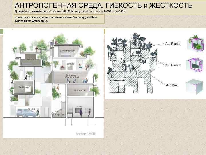 АНТРОПОГЕННАЯ СРЕДА. ГИБКОСТЬ и ЖЁСТКОСТЬ Дом-дерево. www. hao. nu. Источник: http: //photo. djournal. com.