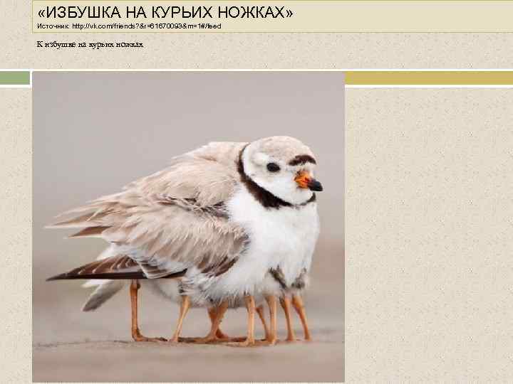  «ИЗБУШКА НА КУРЬИХ НОЖКАХ» Источник: http: //vk. com/friends? &r=61670093&m=1#/feed К избушке на курьих